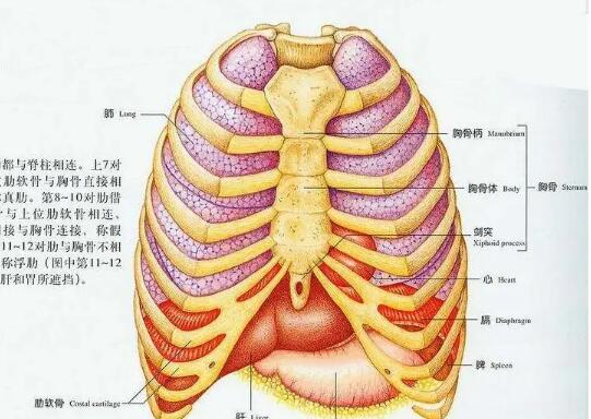 国产骨密度仪生产厂家提示肋骨疼怎么回事